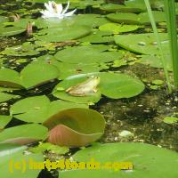 /home//u458753944/public_html/sourcegallery///////Frogs/More bullfrogs/P7140831.JPG